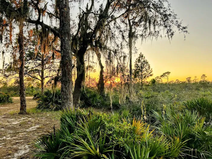 Highlands Hammock State Park Campground Picture 9
