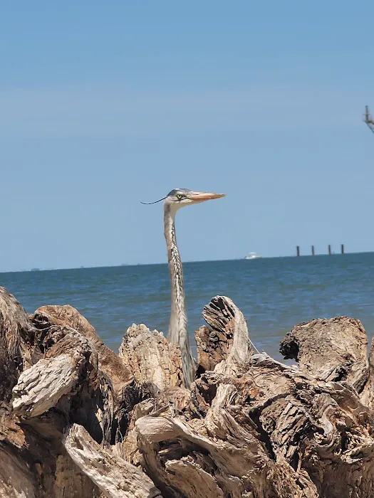 Gulf State Park Campground Picture 10