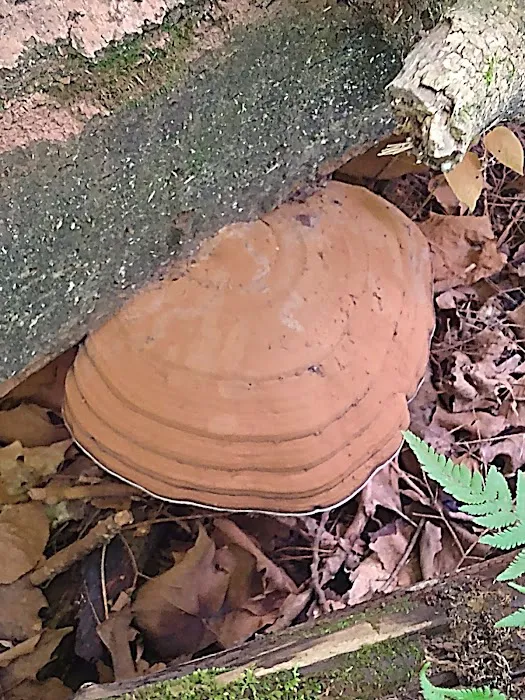 Bob Lake Campground Picture 8