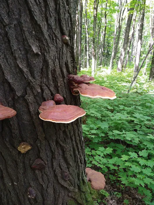 Bob Lake Campground Picture 9