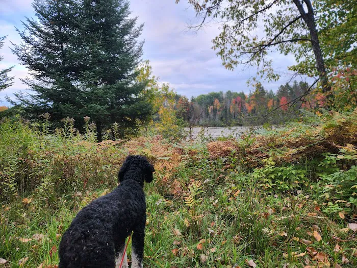 Paulding Pond Campground and Picnic Area Picture 4
