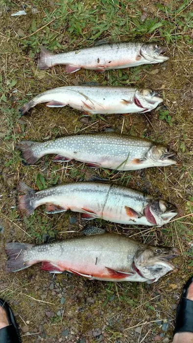 Courtney Lake Campground Picture 2