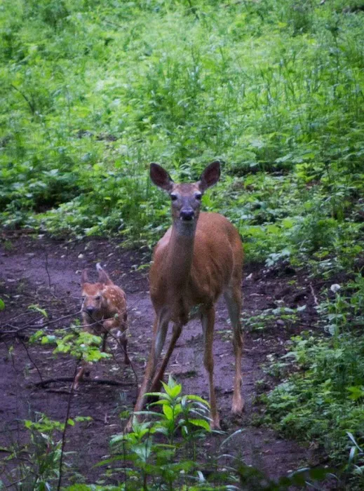 Freedom Valley Campground Picture 5