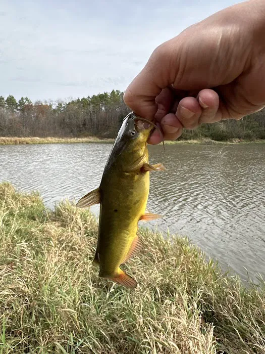 Mine Pond Campground Picture 9