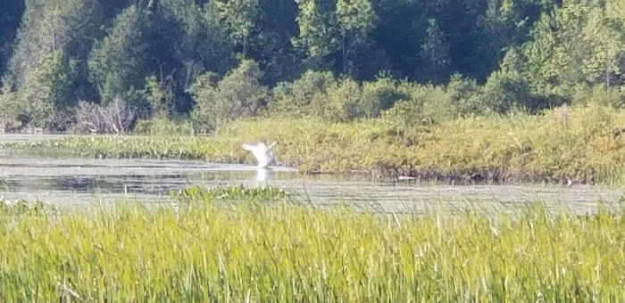 Lake Gogebic County Park Picture 9