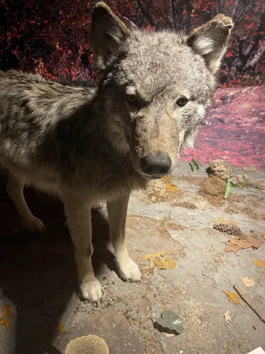 Porcupine Mountains Presque Isle-Rustic Picture 3