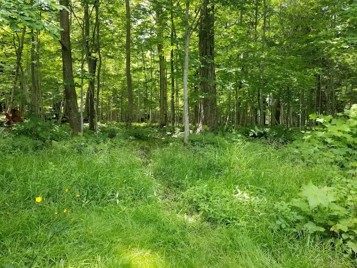 Little Carp Cabin Picture 9