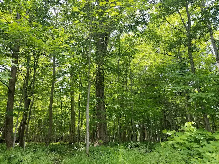 Little Carp Cabin Picture 10