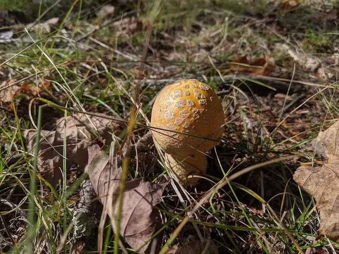 Perch Lake Campground Picture 1