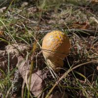 Perch Lake Campground ico