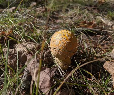 Perch Lake Campground