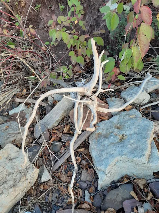 Washburn Ranger District Picture 5