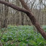 Bar-K Wrangler Campsite