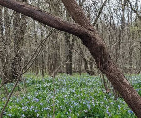 Bar-K Wrangler Campsite
