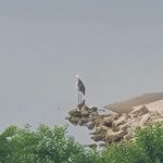 Buck Creek Park - Bull Shoals Lake