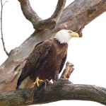 White River Campground & Cabins