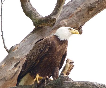 White River Campground & Cabins
