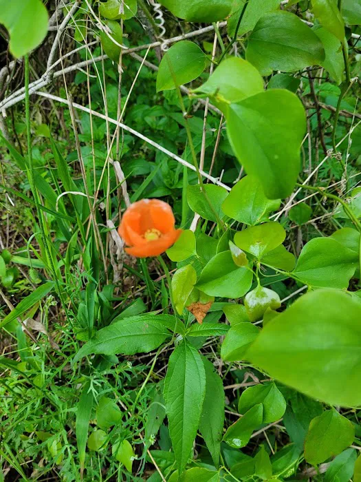 South Maumee Campground Picture 6