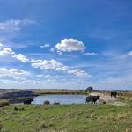 Kissimmee Prairie Preserve Family Campground