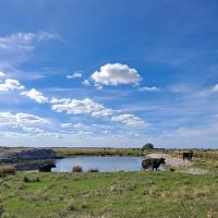 Kissimmee Prairie Preserve Family Campground ico