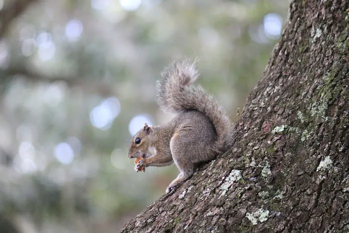 TCAS Camping Picture 3