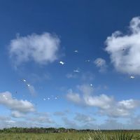 Primitive Campsite ico