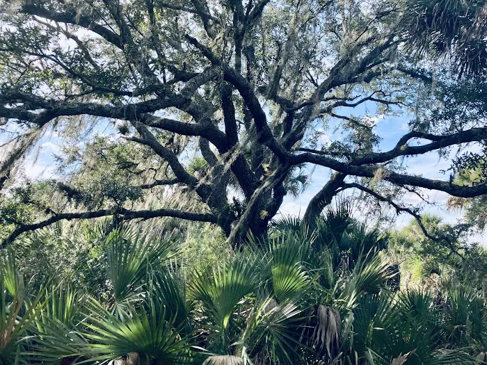 Primitive Campsite Picture 8