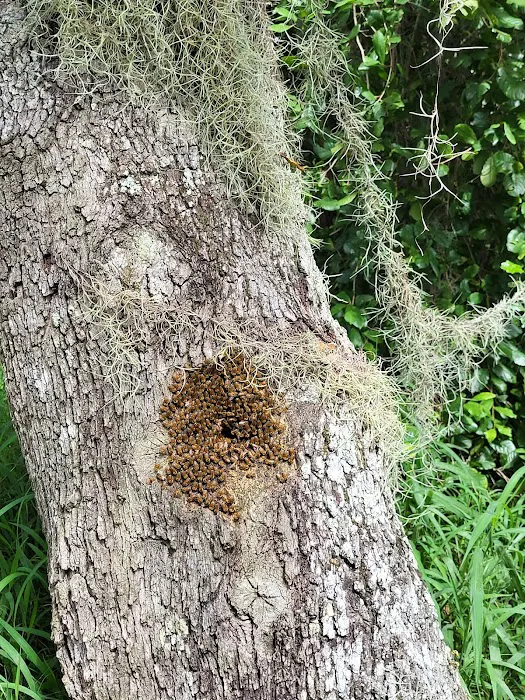 Allapattah Flats Campsite Picture 6