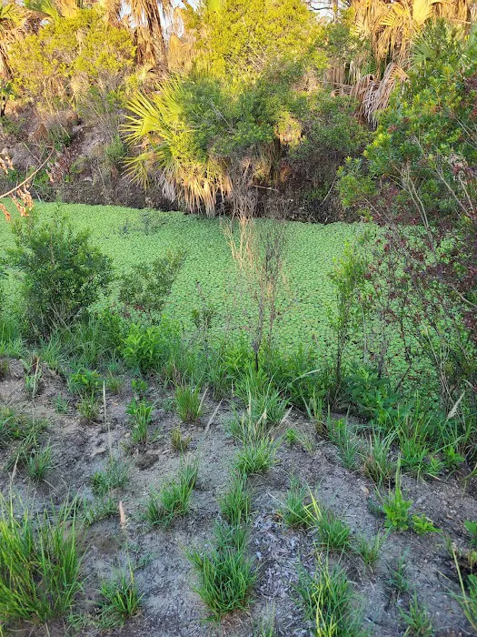 Allapattah Flats Campsite Picture 8