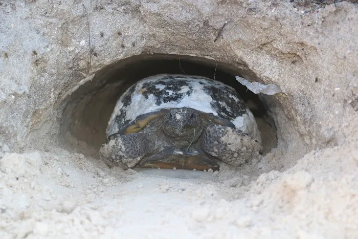 St. Lucie South Campground Picture 6