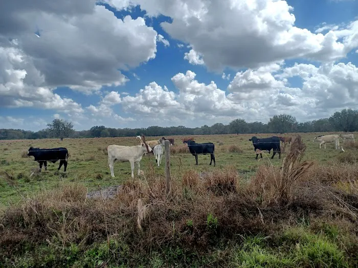 Hickory Hammock Equestrian Campground Picture 8
