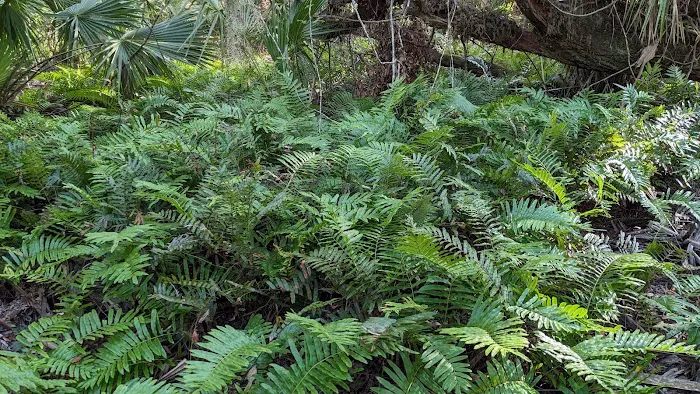 Oak Creek North Campsite Picture 8