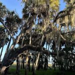 Myakka River State Park Big Flats Campground