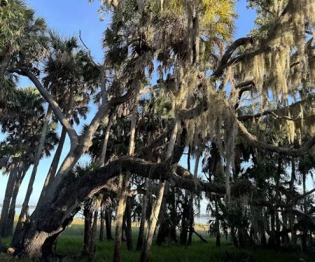 Myakka River State Park Big Flats Campground