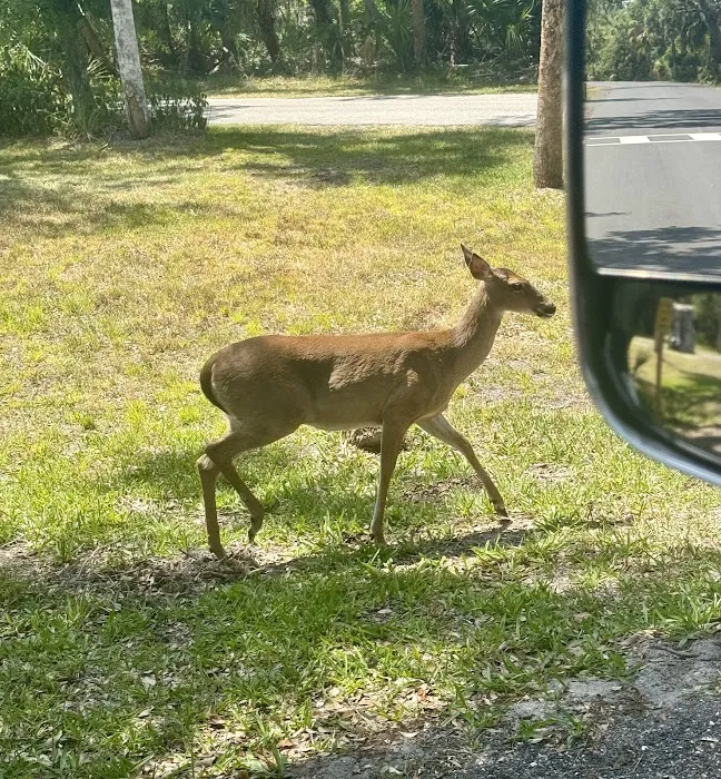 Myakka River State Park Big Flats Campground Picture 10