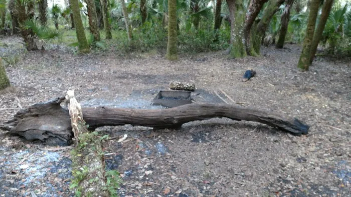 Mossy Hammock Primative Campsite Picture 1