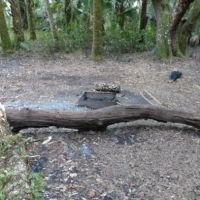 Mossy Hammock Primative Campsite ico