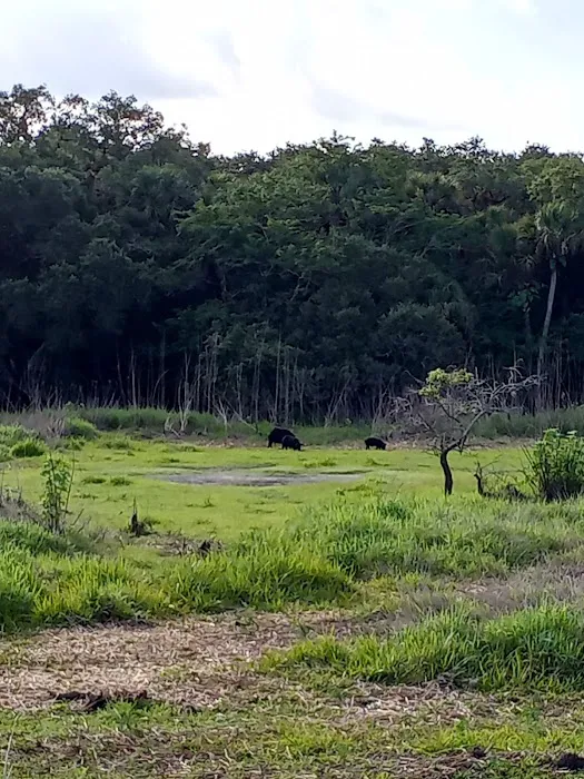 Palmetto Ridge Campground Picture 1