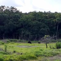 Palmetto Ridge Campground ico