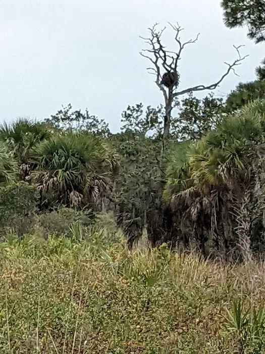 Oscar Scherer State Park Campground Picture 1