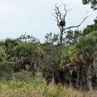 Oscar Scherer State Park Campground ico