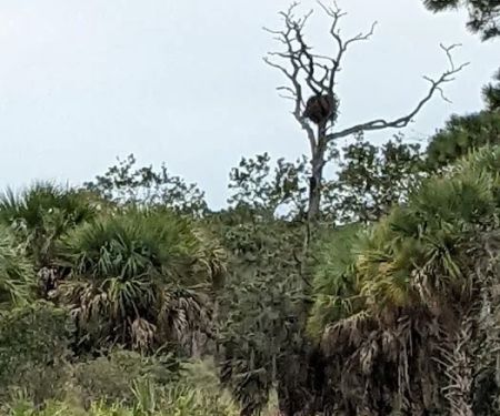 Oscar Scherer State Park Campground