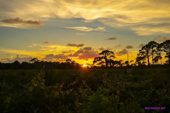 Oscar Scherer State Park Campground Picture 5