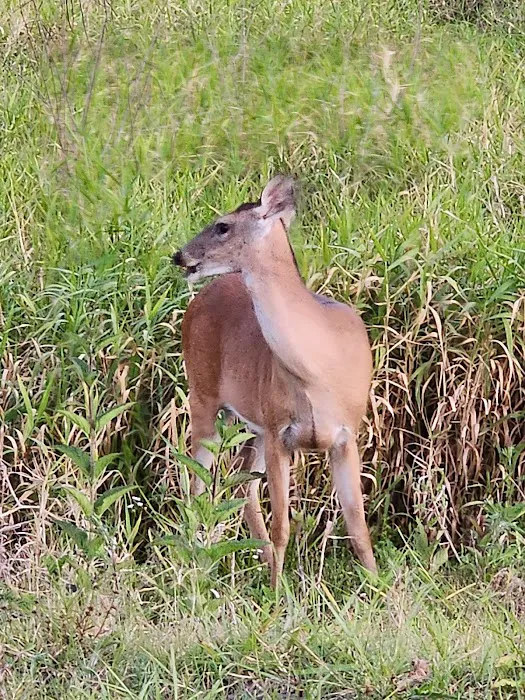 Myakka River State Park Campfire Circle Picture 7
