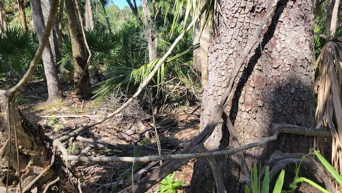Myakka River State Park Campfire Circle Picture 3