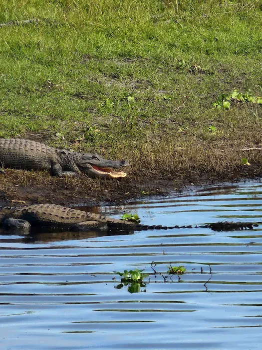 Myakka River State Park Campfire Circle Picture 4
