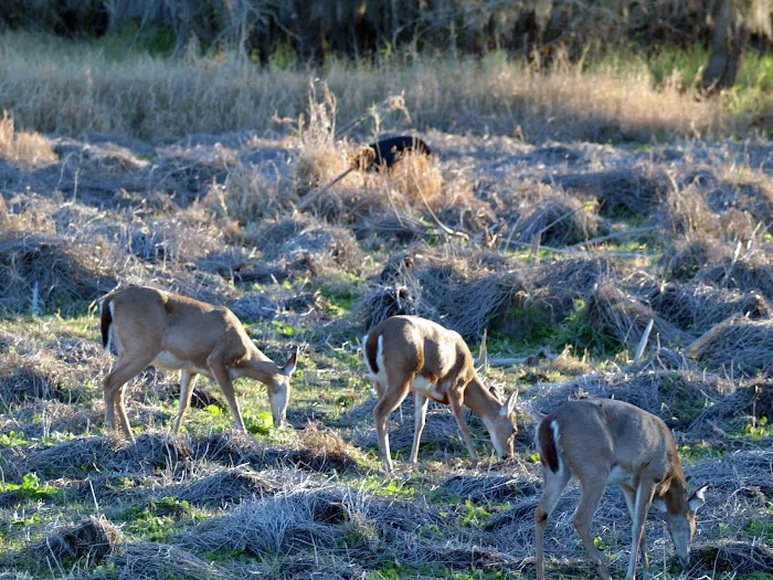 Myakka River State Park Youth Camp Picture 6