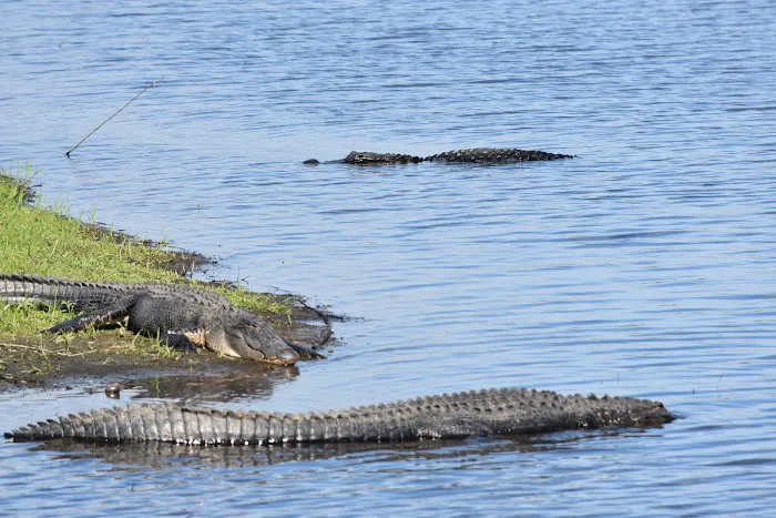 Myakka River State Park Youth Camp Picture 5