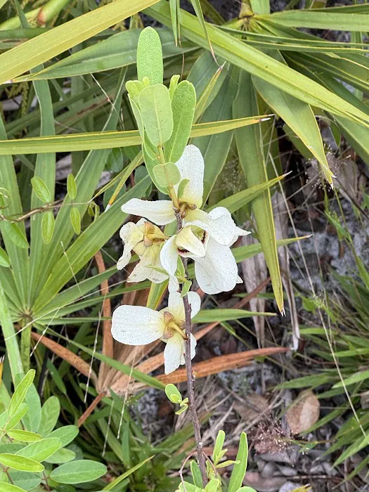 Bee Island Primitive Campsite Picture 8
