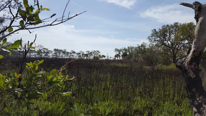 Bee Island Primitive Campsite Picture 2